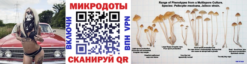 Галлюциногенные грибы Psilocybe  блэк спрут ссылка  Новый Уренгой  где купить наркоту 